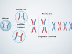 Meiosis dan Perannya dalam Keanekaragaman Genetik
