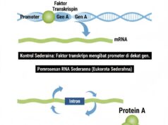 Regulasi Gen pada Eukariota Sederhana vs Eukariota Tingkat Tinggi