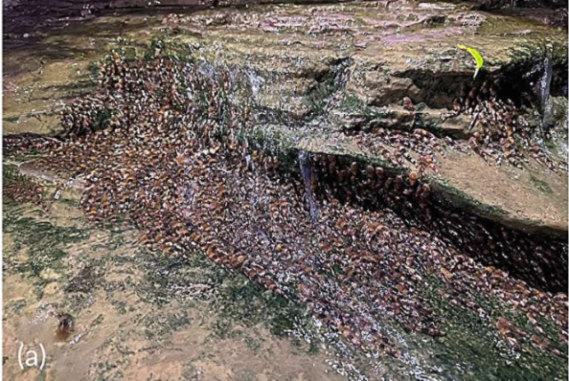 Lele Kecil Pendaki Air Terjun: Perilaku Langka Rhyacoglanis paranensis yang Bikin Ilmuwan Tercengang