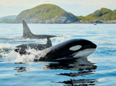 Orca Menabrakkan Ikan Matahari untuk Memecah Tubuh Mangsa