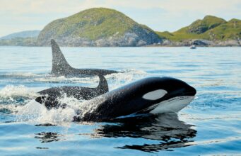Orca Menabrakkan Ikan Matahari untuk Memecah Tubuh Mangsa