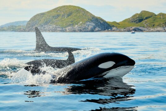 Orca Menabrakkan Ikan Matahari untuk Memecah Tubuh Mangsa