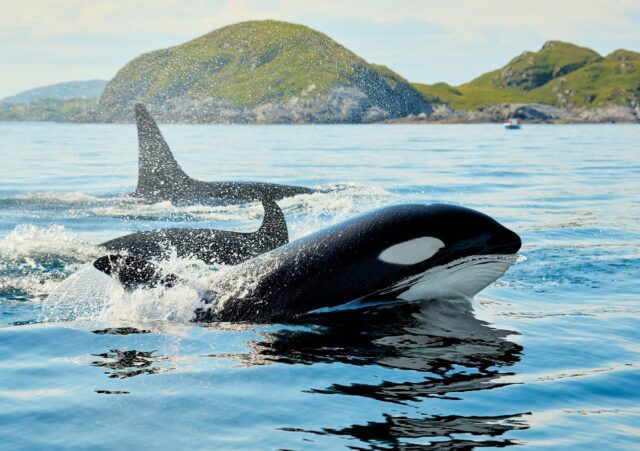 Orca Menabrakkan Ikan Matahari untuk Memecah Tubuh Mangsa