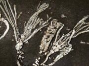 Jaringan Lunak Berusia 450 Juta Tahun: Fosil Crinoid “Satu dari Sejuta” Ungkap Rahasia Laut Purba