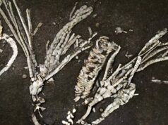 Jaringan Lunak Berusia 450 Juta Tahun: Fosil Crinoid “Satu dari Sejuta” Ungkap Rahasia Laut Purba