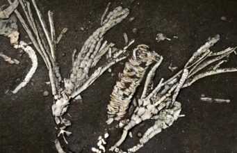 Jaringan Lunak Berusia 450 Juta Tahun: Fosil Crinoid “Satu dari Sejuta” Ungkap Rahasia Laut Purba