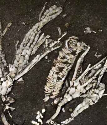 Jaringan Lunak Berusia 450 Juta Tahun: Fosil Crinoid “Satu dari Sejuta” Ungkap Rahasia Laut Purba