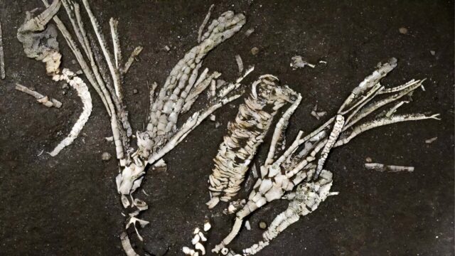 Jaringan Lunak Berusia 450 Juta Tahun: Fosil Crinoid “Satu dari Sejuta” Ungkap Rahasia Laut Purba