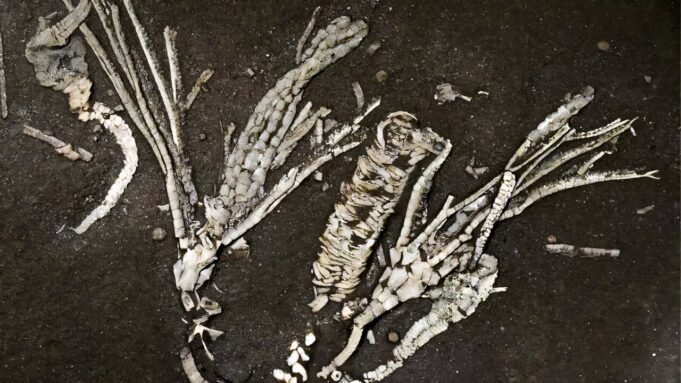 paleontologists-make-o-4