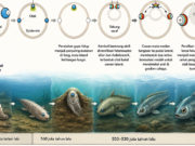 Dari Satu Mata Purba ke Dua Mata Manusia: Asal-Usul Mata Vertebrata yang Mengejutkan