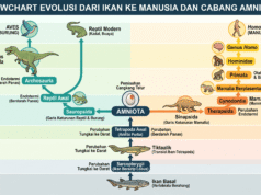 Dari Sirip ke Tangan: Perjalanan Evolusi Ikan Menjadi Manusia
